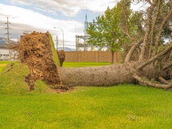 Crews Tree Service Fallen Tree