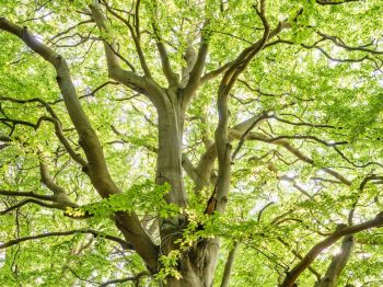 Crews Tree Service LIve Tree