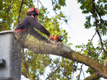 Crews Tree Service Skybucket