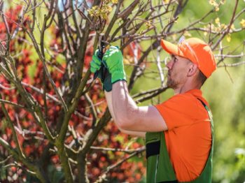 Crews Tree Service Tree Branch Inspection