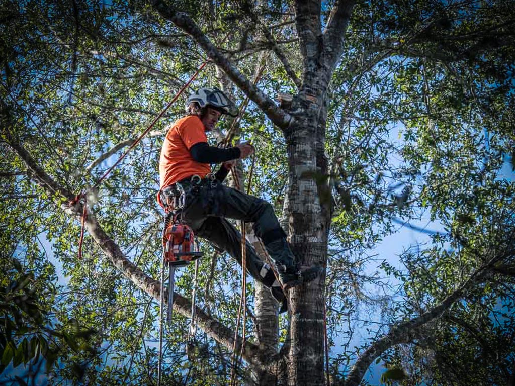 crews-tree-service-post-1